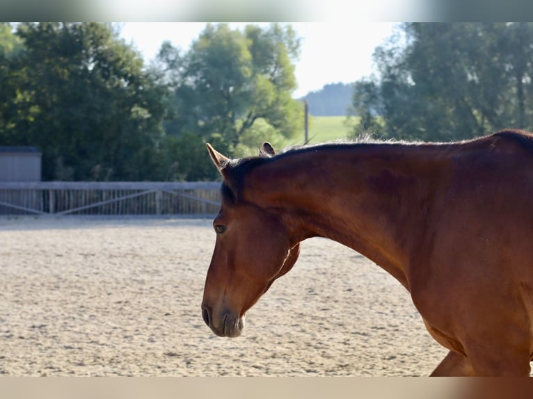 Weitere Vollblüter Mix Wallach 14 Jahre 162 cm Dunkelbrauner in Wellendingen