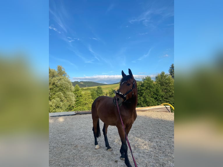 Weitere Vollblüter Mix Wallach 14 Jahre 162 cm Dunkelbrauner in Wellendingen