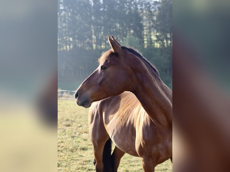 Weitere Vollblüter Mix Wallach 14 Jahre 162 cm Dunkelbrauner in Wellendingen