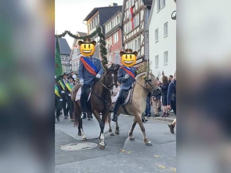 Weitere Vollblüter Wallach 14 Jahre 163 cm Brauner in Münchhausen