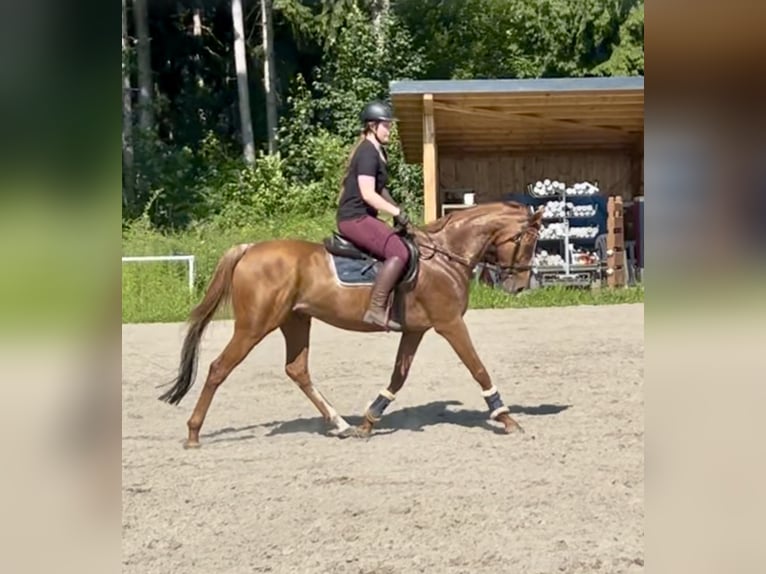Weitere Vollblüter Wallach 15 Jahre 160 cm Fuchs in Pelmberg