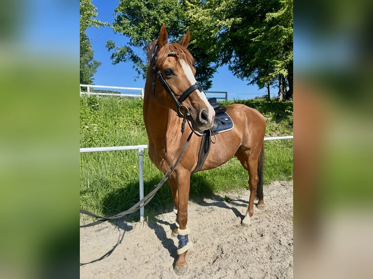 Weitere Vollblüter Wallach 15 Jahre 160 cm Fuchs in Pelmberg
