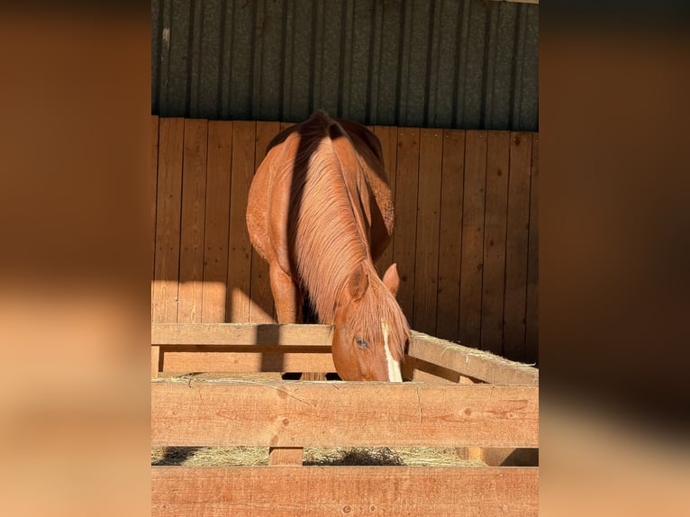 Weitere Vollblüter Wallach 16 Jahre 160 cm Fuchs in Neunkirchen