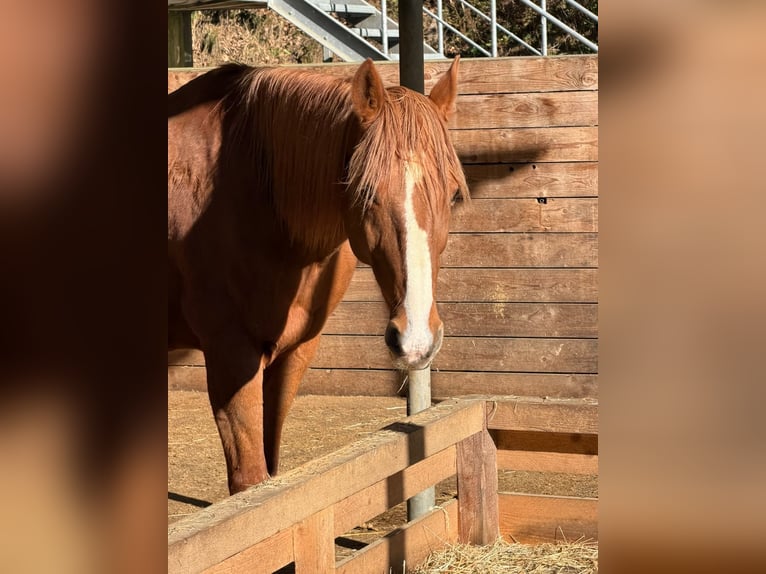 Weitere Vollblüter Wallach 16 Jahre 160 cm Fuchs in Neunkirchen