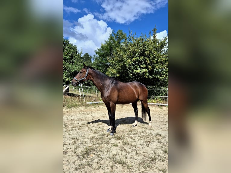 Weitere Vollblüter Wallach 16 Jahre 162 cm Brauner in Dillenburg