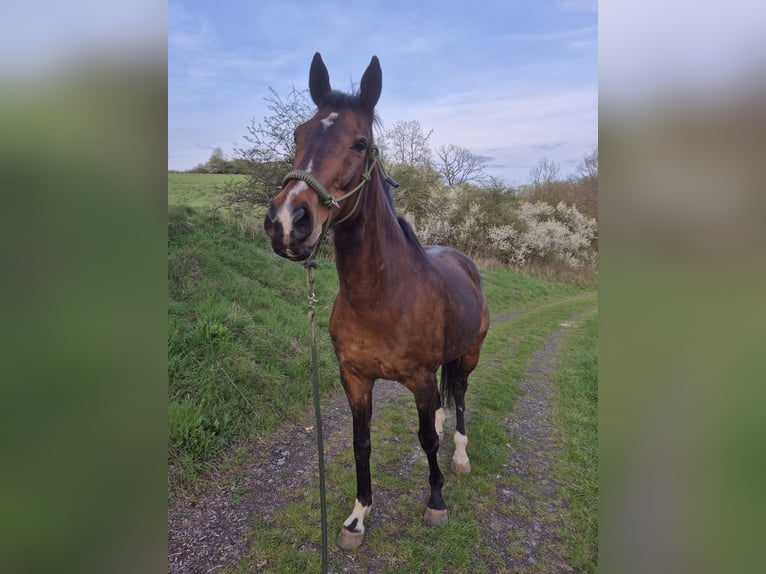 Weitere Vollblüter Wallach 16 Jahre 162 cm Brauner in Dillenburg