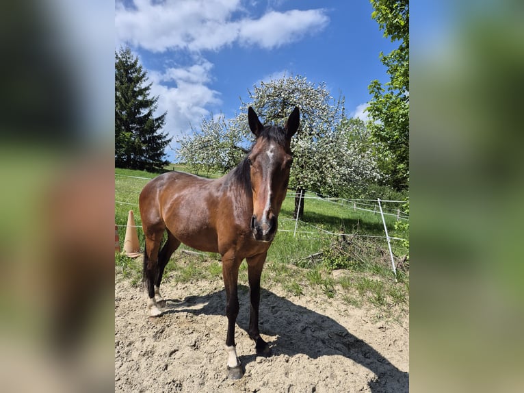 Weitere Vollblüter Wallach 16 Jahre 162 cm Brauner in Dillenburg