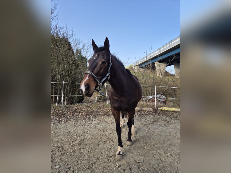 Weitere Vollblüter Wallach 16 Jahre 162 cm Brauner in Dillenburg