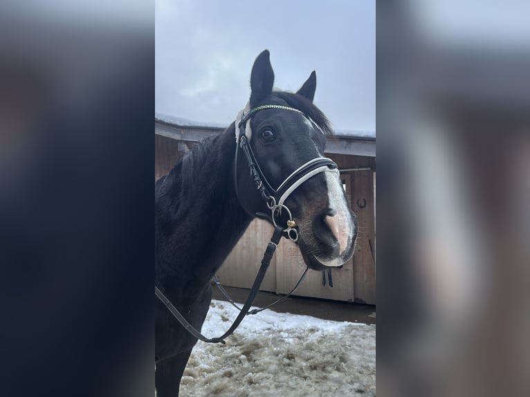 Weitere Vollblüter Wallach 17 Jahre 165 cm Rappe in Goldegg im Pongau