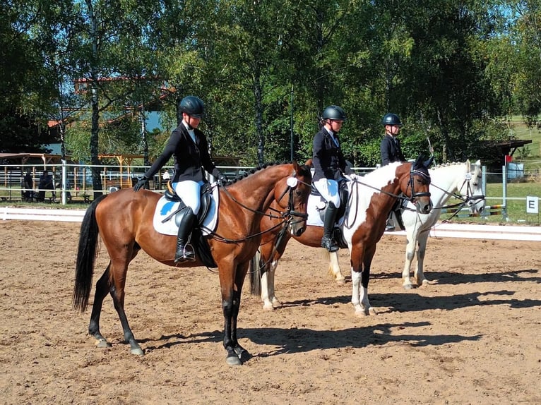 Weitere Vollblüter Wallach 19 Jahre 157 cm Brauner in Dinkelsbühl