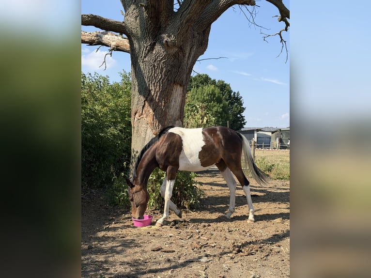 Weitere Vollblüter Wallach 2 Jahre 160 cm Overo-alle-Farben in Kempen