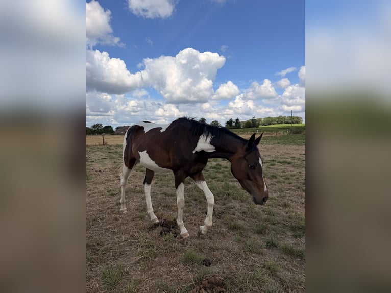 Weitere Vollblüter Wallach 2 Jahre 160 cm Overo-alle-Farben in Kempen