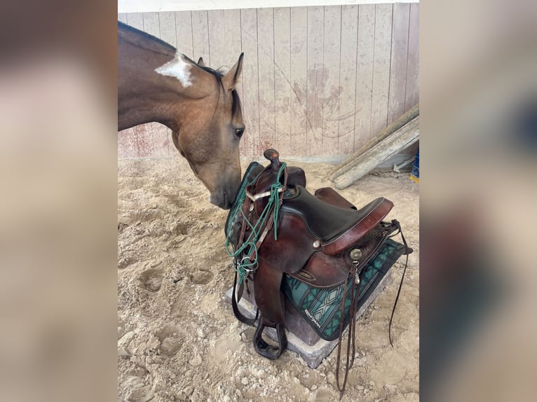 Weitere Vollblüter Mix Wallach 3 Jahre 154 cm Buckskin in Einöllen
