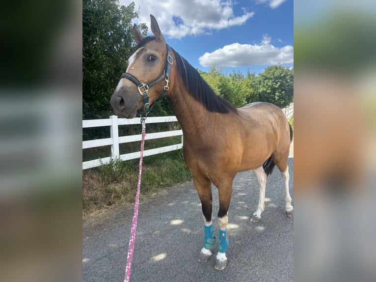 Weitere Vollblüter Mix Wallach 3 Jahre 154 cm Buckskin in Einöllen
