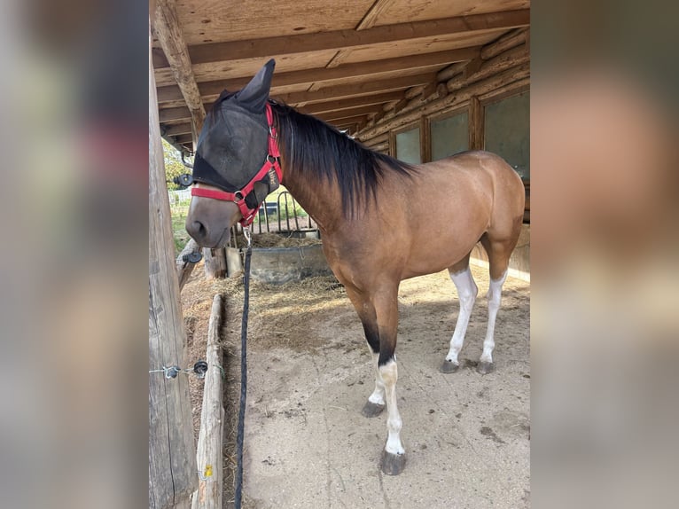 Weitere Vollblüter Mix Wallach 3 Jahre 154 cm Buckskin in Einöllen