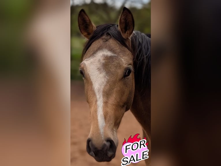 Weitere Vollblüter Mix Wallach 3 Jahre 154 cm Buckskin in Einöllen