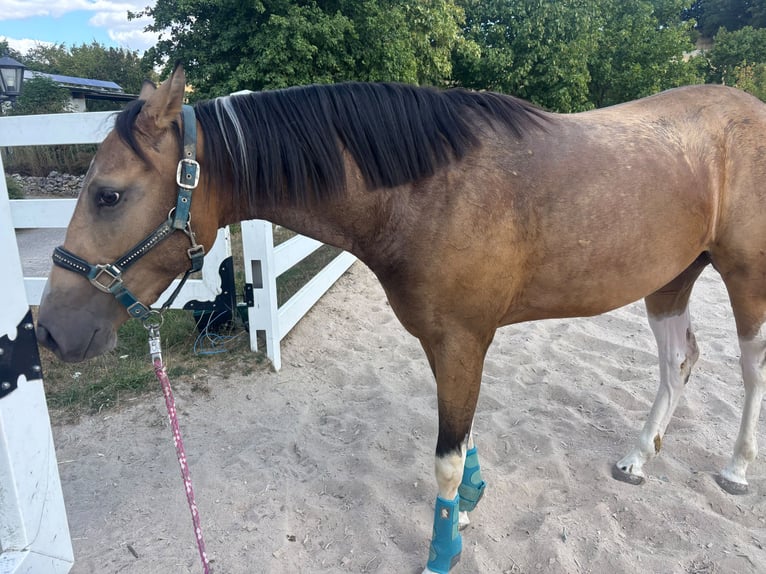 Weitere Vollblüter Mix Wallach 3 Jahre 154 cm Buckskin in Einöllen