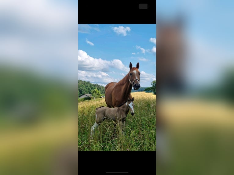 Weitere Vollblüter Mix Wallach 3 Jahre 154 cm Buckskin in Einöllen