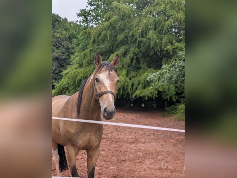 Weitere Vollblüter Mix Wallach 3 Jahre 154 cm Buckskin in Einöllen