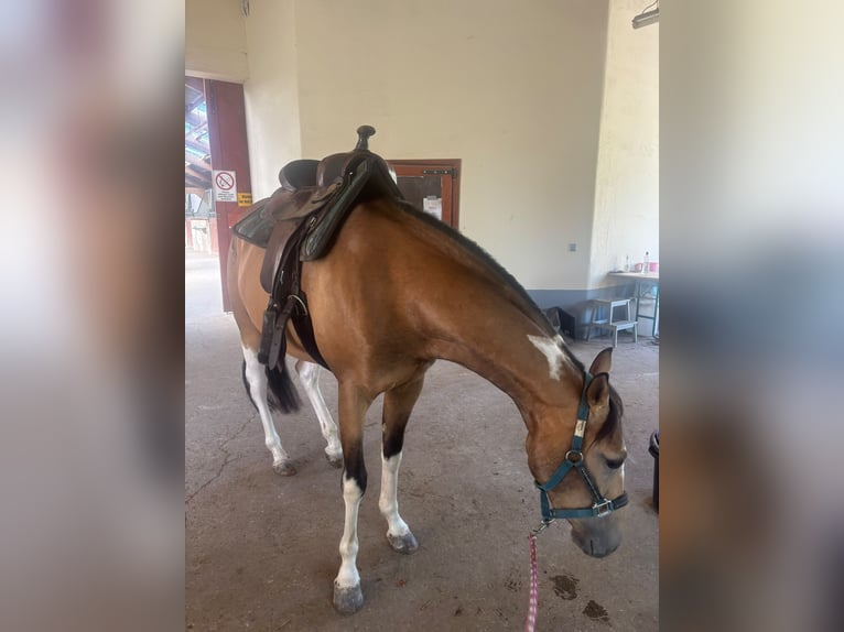 Weitere Vollblüter Mix Wallach 3 Jahre 154 cm Buckskin in Einöllen