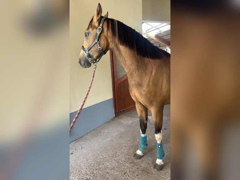 Weitere Vollblüter Mix Wallach 3 Jahre 154 cm Buckskin in Einöllen