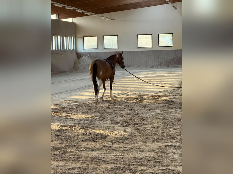 Weitere Vollblüter Mix Wallach 3 Jahre 154 cm Buckskin in Einöllen