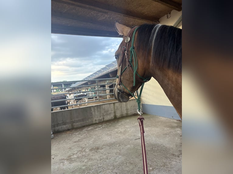 Weitere Vollblüter Mix Wallach 3 Jahre 154 cm Buckskin in Einöllen
