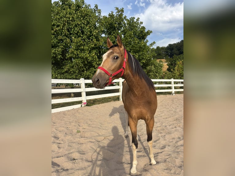 Weitere Vollblüter Mix Wallach 3 Jahre 154 cm Buckskin in Einöllen