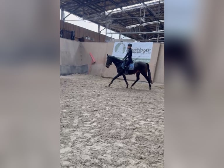 Weitere Vollblüter Wallach 3 Jahre 160 cm Brauner in Wegeleben