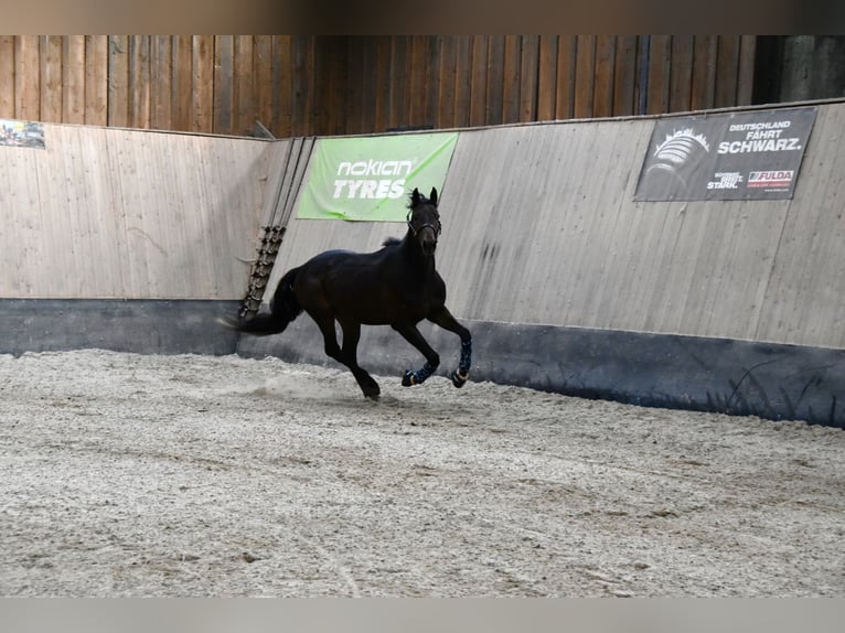 Weitere Vollblüter Wallach 3 Jahre 160 cm Brauner in Wegeleben