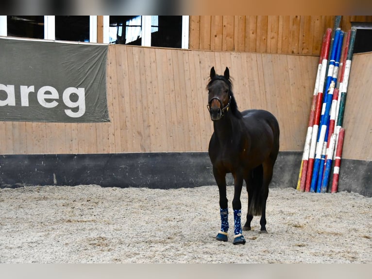 Weitere Vollblüter Wallach 3 Jahre 160 cm Brauner in Wegeleben