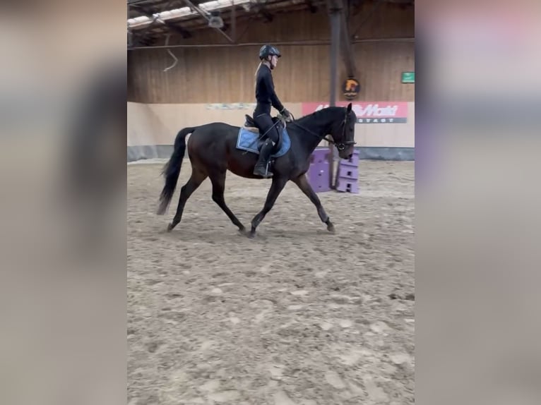 Weitere Vollblüter Wallach 3 Jahre 160 cm Brauner in Wegeleben