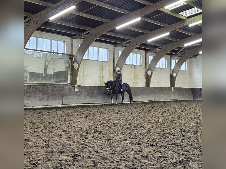 Weitere Vollblüter Wallach 3 Jahre 162 cm Dunkelbrauner in Wassenaar