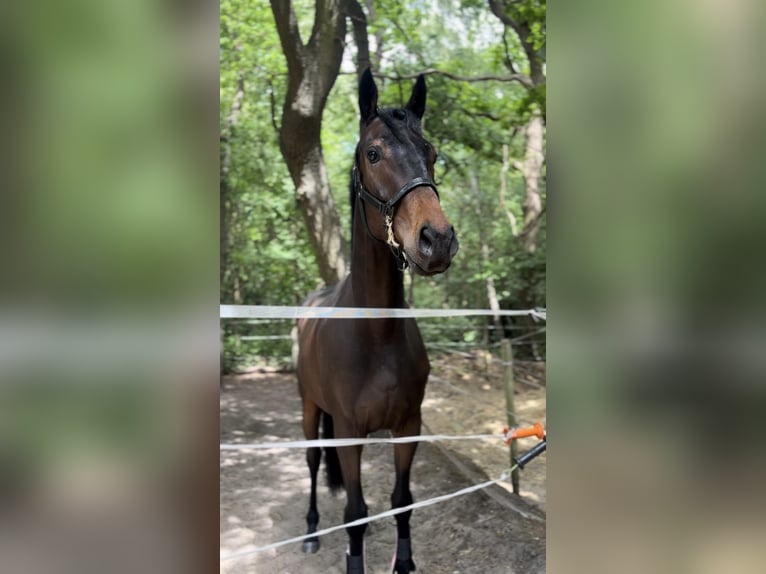 Weitere Vollblüter Wallach 3 Jahre 162 cm Dunkelbrauner in Wassenaar