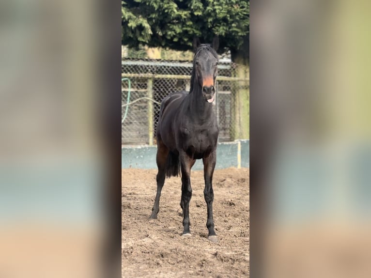 Weitere Vollblüter Wallach 3 Jahre 162 cm Dunkelbrauner in Wassenaar