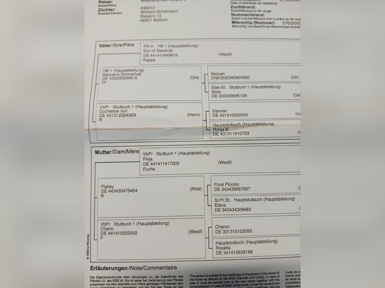 Weitere Vollblüter Wallach 3 Jahre 170 cm Fuchs in Nettersheim