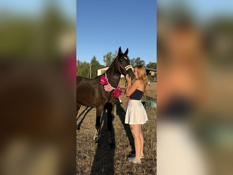 Weitere Vollblüter Wallach 4 Jahre 148 cm Rappe in Schwalbach