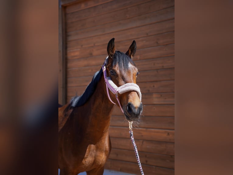Weitere Vollblüter Wallach 4 Jahre 153 cm Brauner in Wartenberg