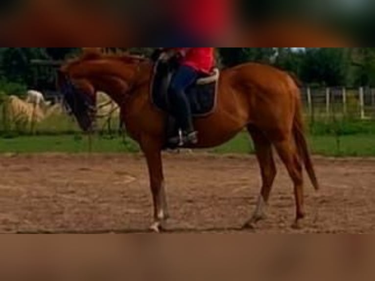 Weitere Vollblüter Wallach 4 Jahre 160 cm Fuchs in Falkensee