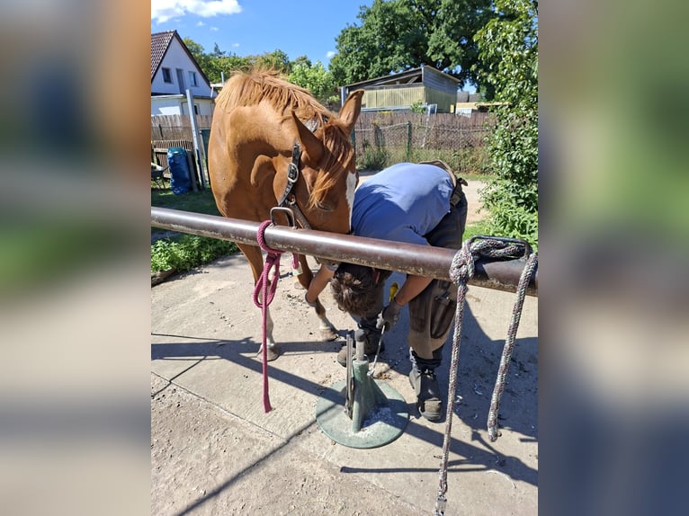 Weitere Vollblüter Wallach 4 Jahre 160 cm Fuchs in Falkensee