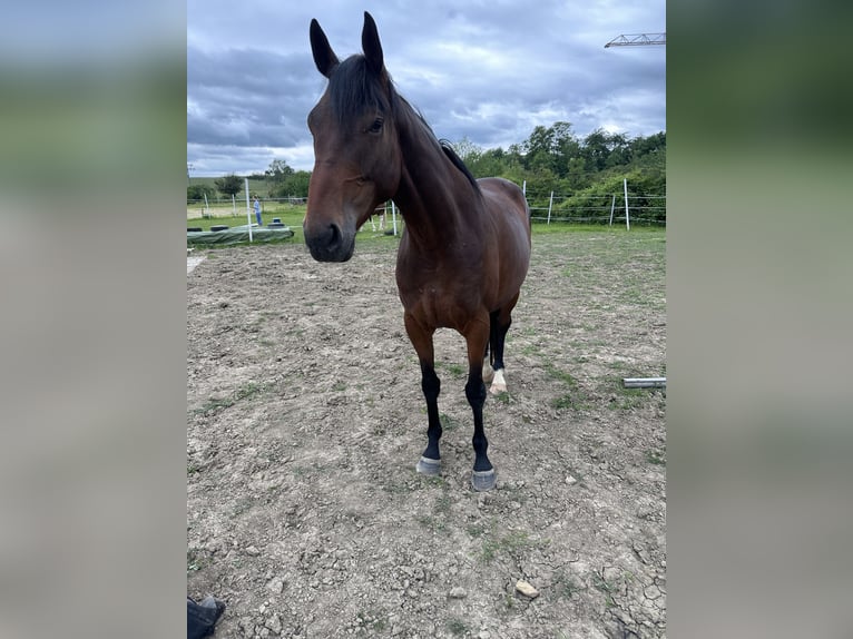 Weitere Vollblüter Mix Wallach 4 Jahre 162 cm Brauner in Kirchheim