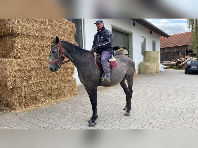 Weitere Vollblüter Wallach 4 Jahre 163 cm Apfelschimmel in Arnstorf