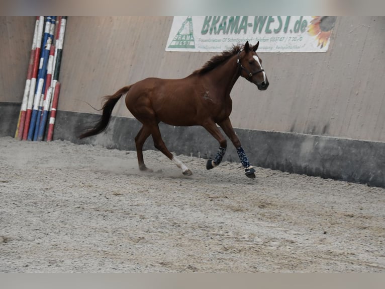 Weitere Vollblüter Wallach 4 Jahre 164 cm Fuchs in WegelebenWegeleben