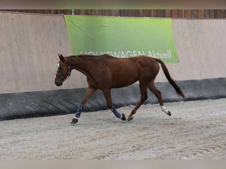 Weitere Vollblüter Wallach 4 Jahre 164 cm Fuchs in WegelebenWegeleben