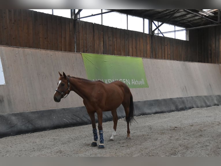Weitere Vollblüter Wallach 4 Jahre 164 cm Fuchs in WegelebenWegeleben