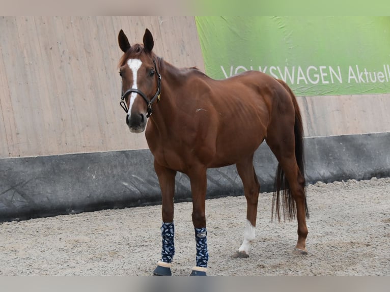 Weitere Vollblüter Wallach 4 Jahre 164 cm Fuchs in WegelebenWegeleben