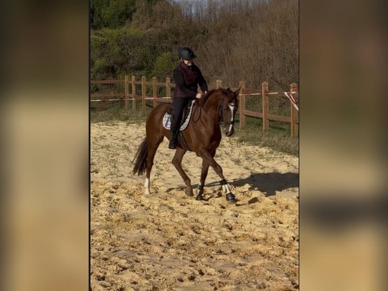 Weitere Vollblüter Wallach 4 Jahre 164 cm Fuchs in WegelebenWegeleben