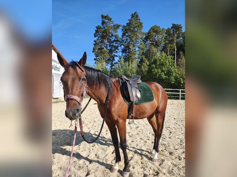Weitere Vollblüter Wallach 4 Jahre 167 cm Brauner in Reisbach