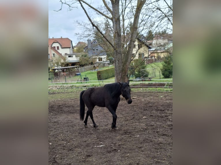 Weitere Vollblüter Wallach 5 Jahre 155 cm Rappe in Ahlsdorf
