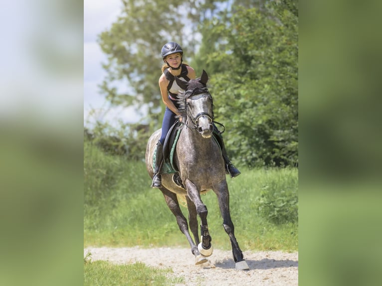 Weitere Vollblüter Wallach 5 Jahre 163 cm Apfelschimmel in Mannheim